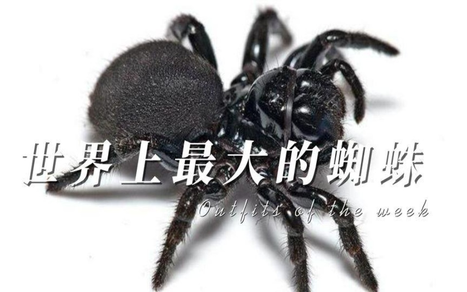 世界上最大的蜘蛛,让人看了毛骨悚然!