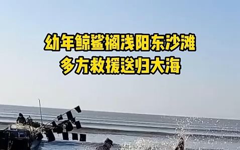 幼年鲸鲨搁浅阳江海域!众人合力救助将其送回大海哔哩哔哩bilibili