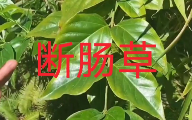 根像猪肠的中草药图片图片