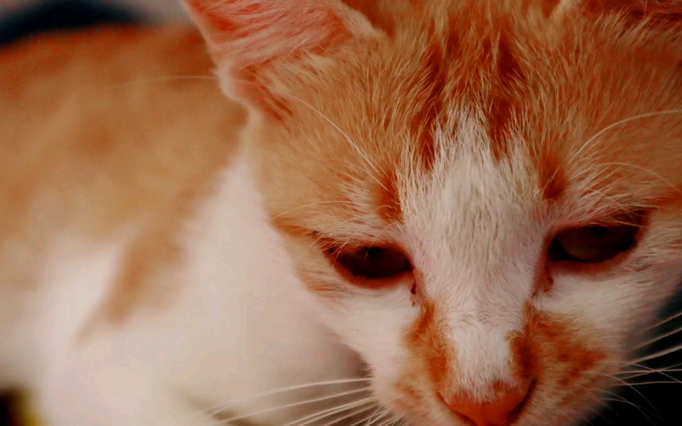 橘猫‖短尾‖睡眼惺忪‖可可爱爱_哔哩哔哩 (゜-゜)つロ 干杯~-bili