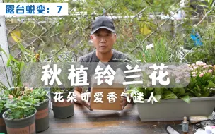 Download Video: 露台蜕变（7）：秋植铃兰花，尝试在南方养开花