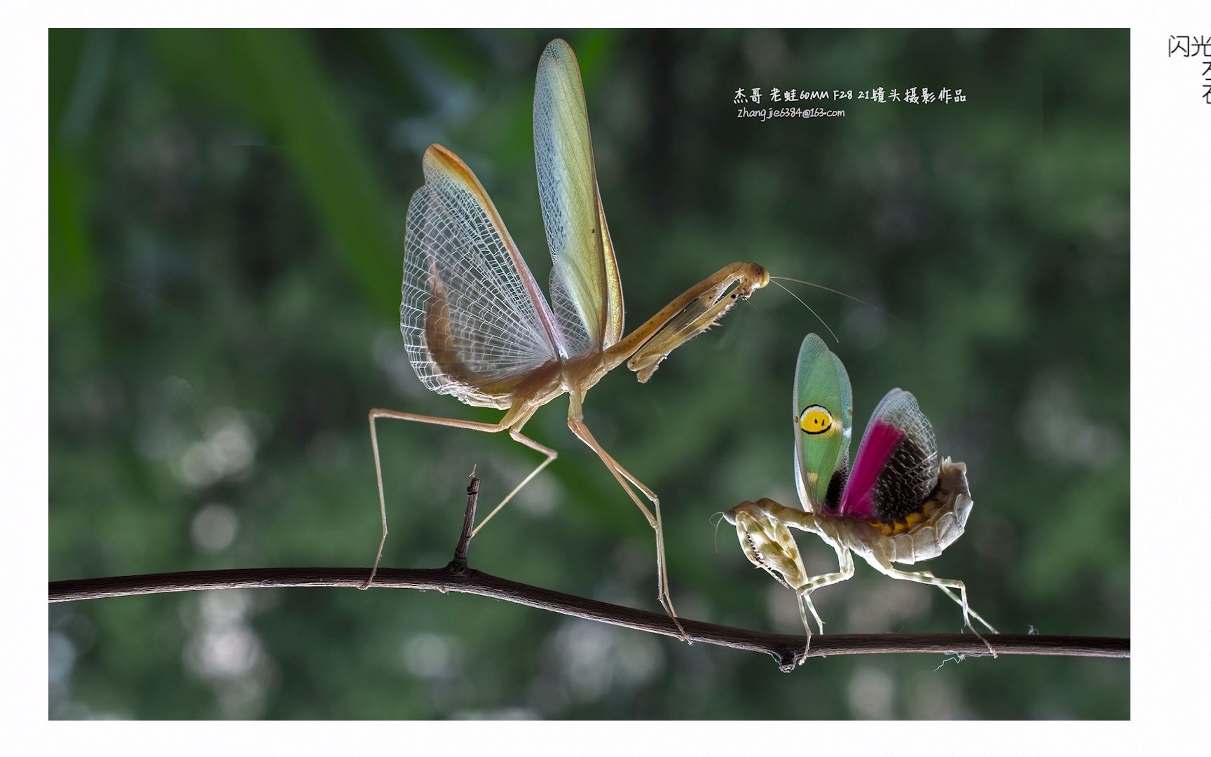 《杰哥作品集》展翅的螳螂