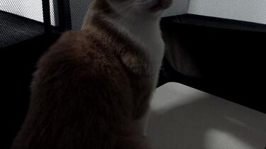 ずっと真夜中でいいのに。】飼猫しょがストとACAねのお喋り生