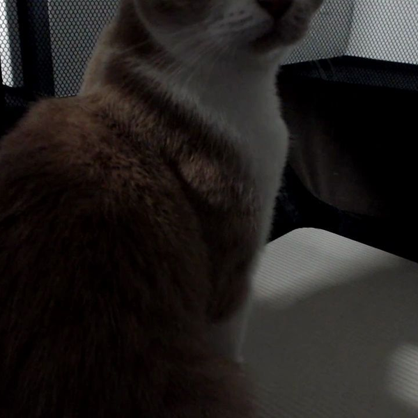 ずっと真夜中でいいのに。　砂猫ガチャ　しょがストピンズ Amazon.co.jp: ずとまよ スナネコ ラメ入りピンズ しょがスト