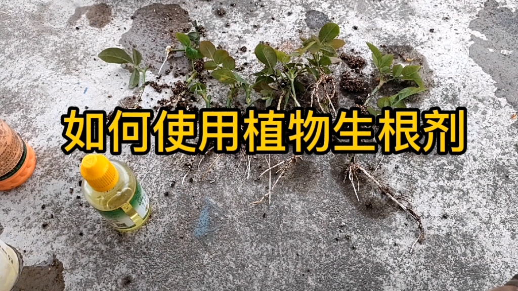 植物生根剂这样用,效果会更好.既杀菌,又能生根.哔哩哔哩bilibili