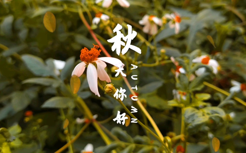 夏去秋来……才怪,南方没有秋天.