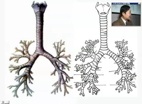 肺段解剖仅为自学哔哩哔哩bilibili
