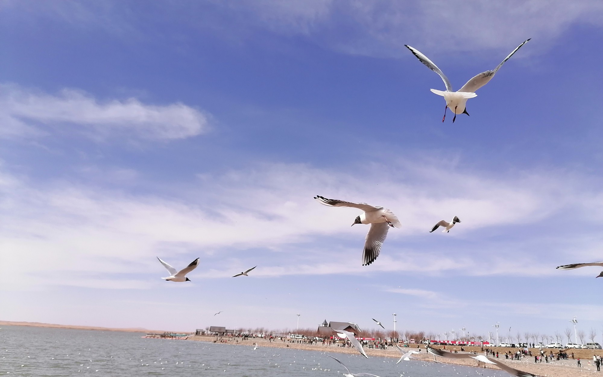 【乌海湖·红嘴鸥】我们一起在三月去看红嘴鸥吧