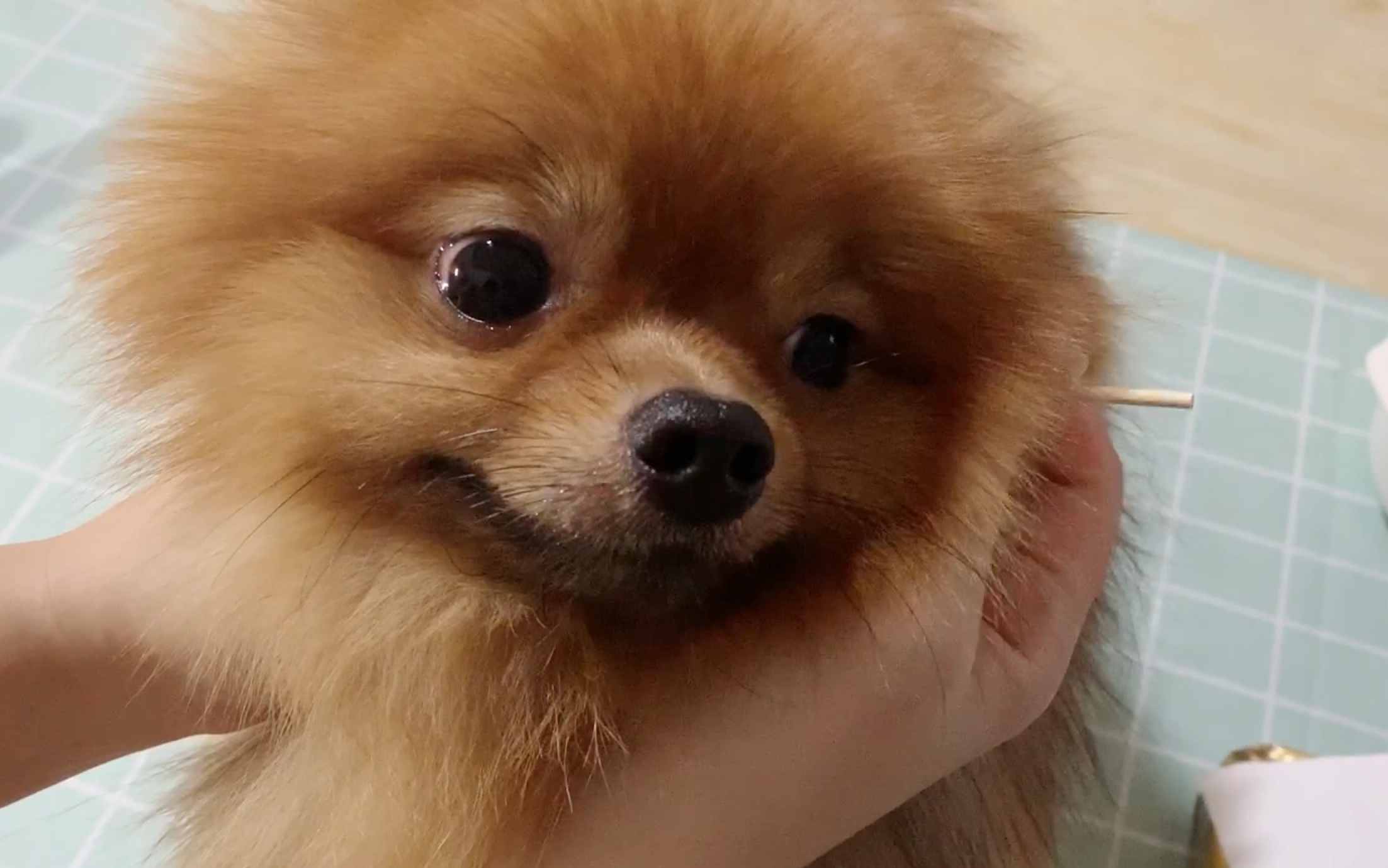 【云养狗-博美】给狗子做个耳朵清洁