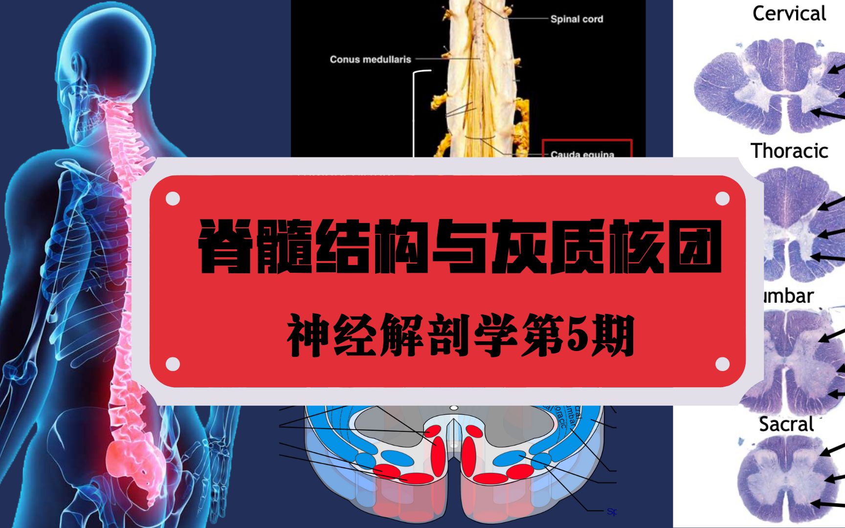 [图]神经解剖学第5期 | 脊髓结构与灰质核团 脊髓反射弧 膝跳反射