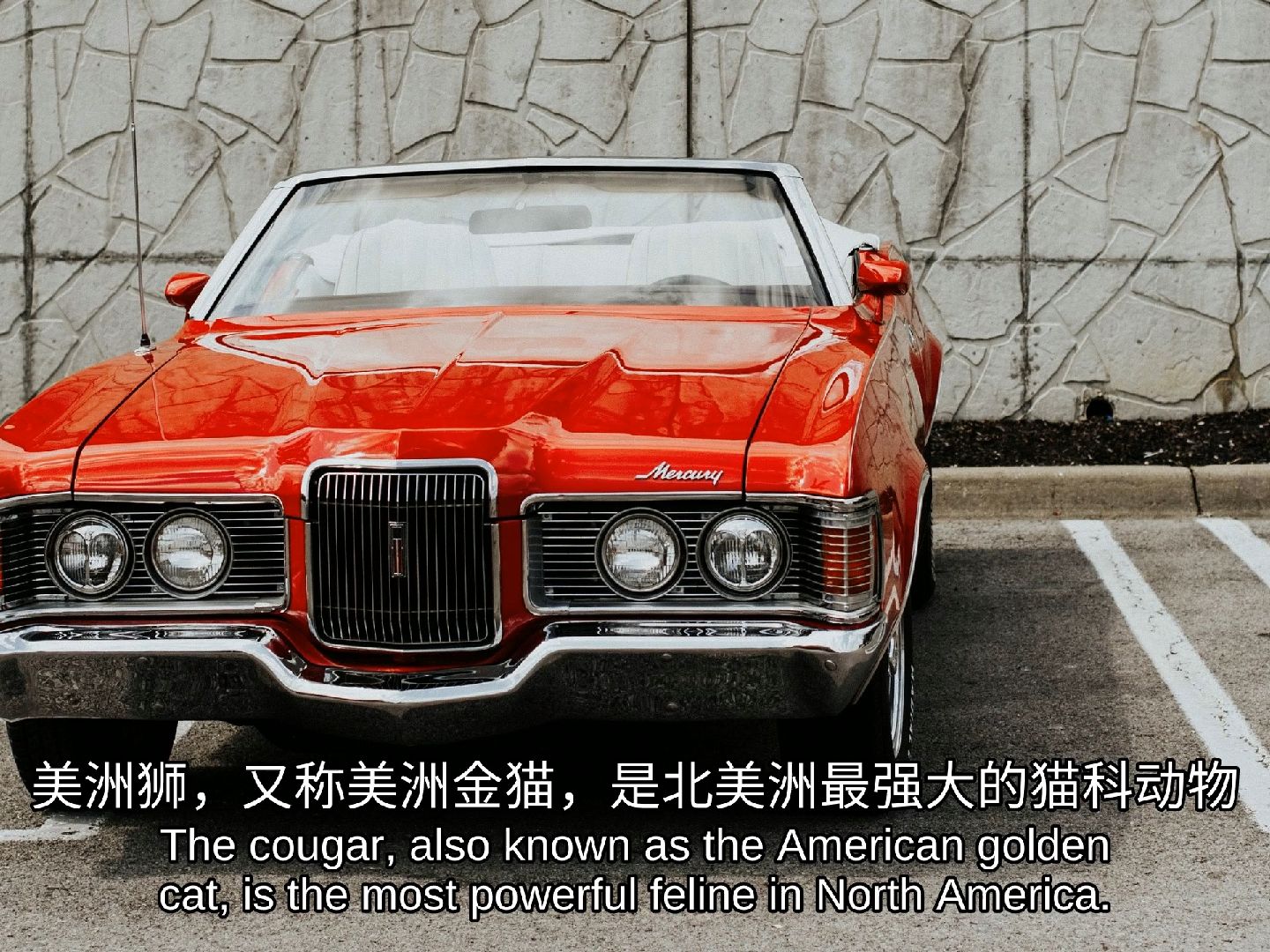 流淌在草原之心的美洲狮之歌:无尽的自由与激情