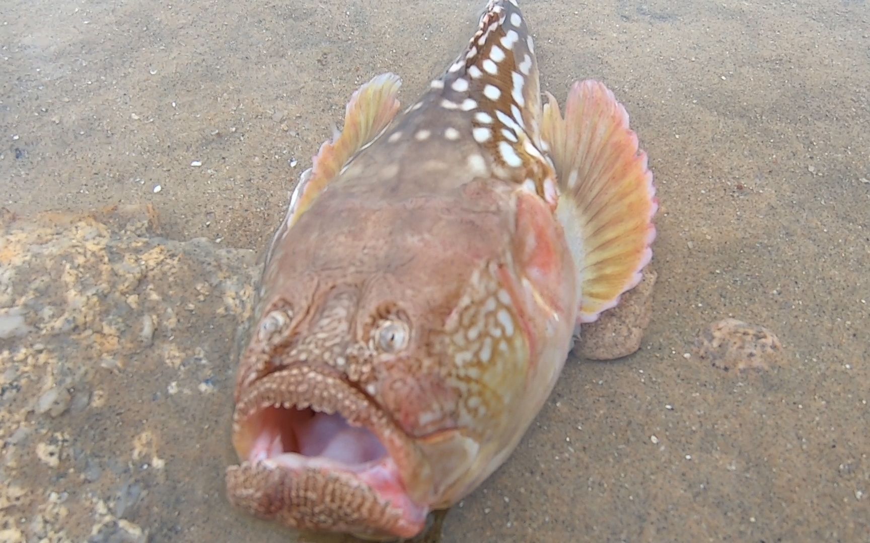 海水退潮后大志撞见沙蟹围攻金鲳鱼还发现装死的尿鼓鱼