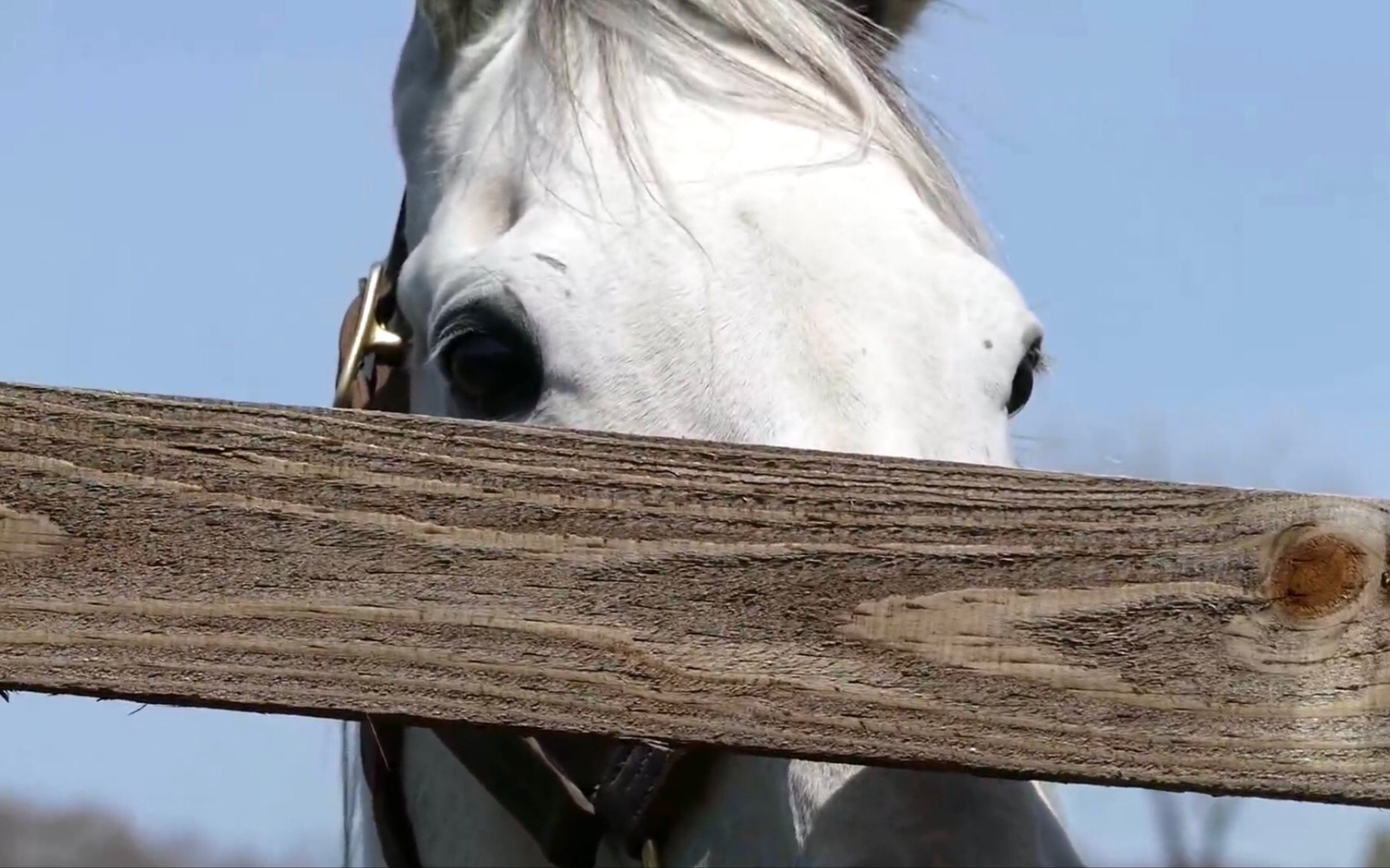 【黄金船】火星马的嗅觉果然不同