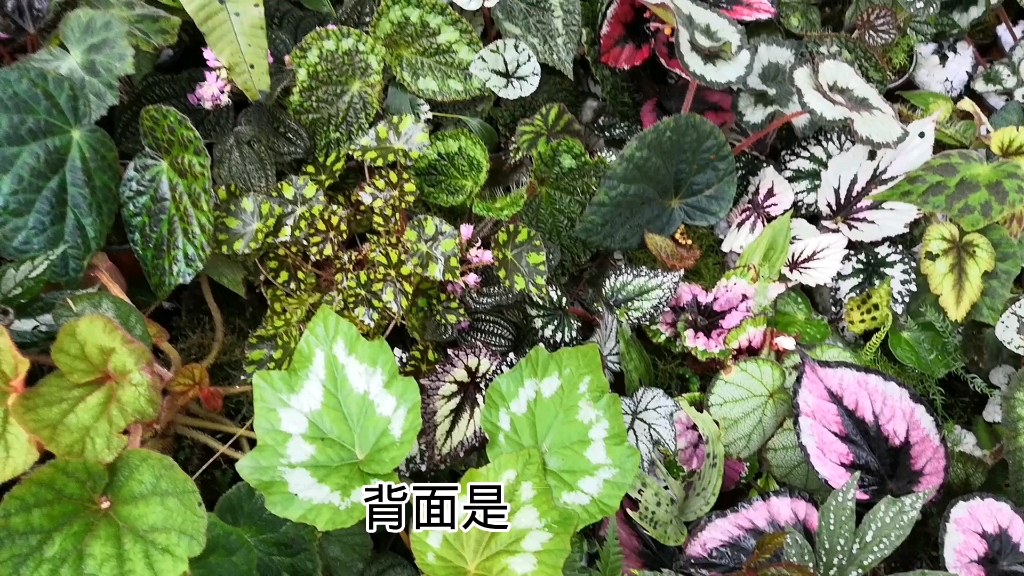 观赏植物秋海棠(Begonia)哔哩哔哩bilibili