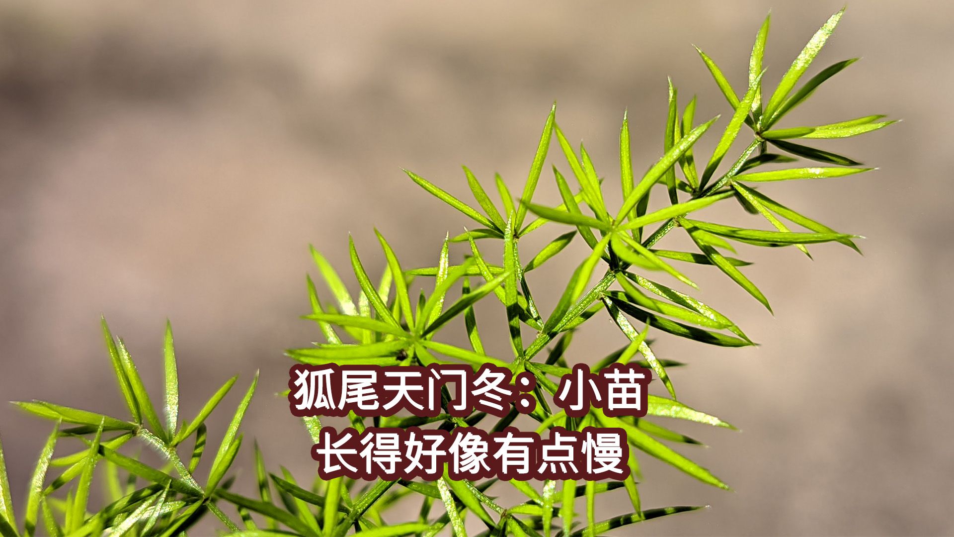 狐尾天门冬:耐热耐晒超预期,但长得好慢