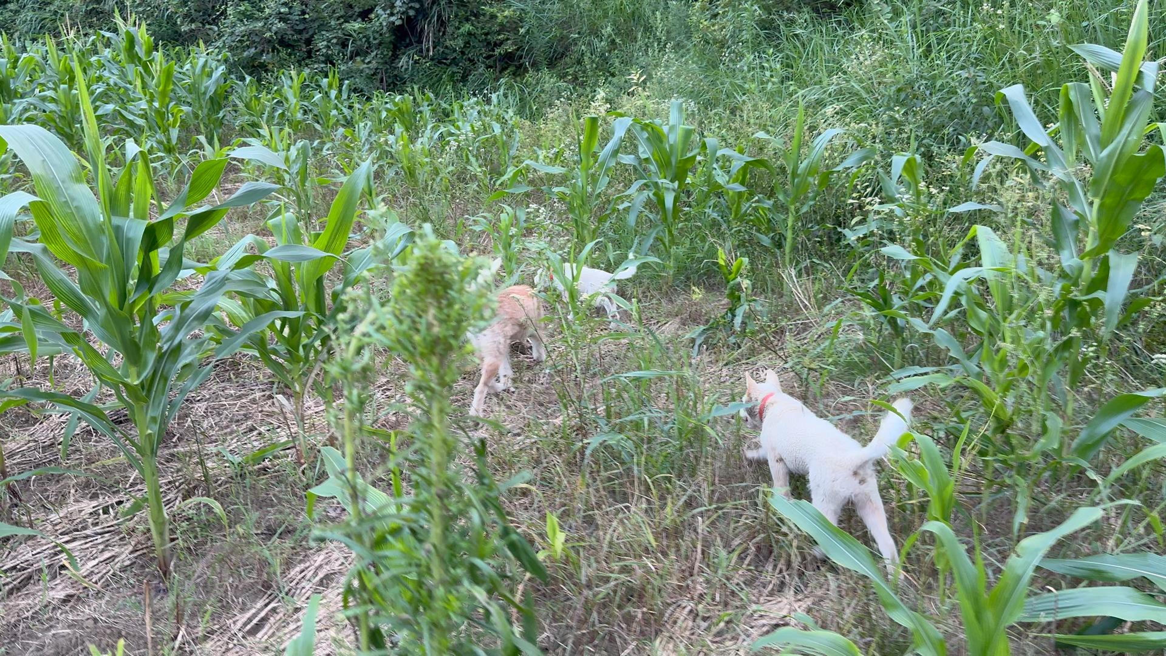 你们可能没见过的猎犬界奇迹,下司犬小狗找骚能力堪比师傅狗水平哔哩哔哩bilibili