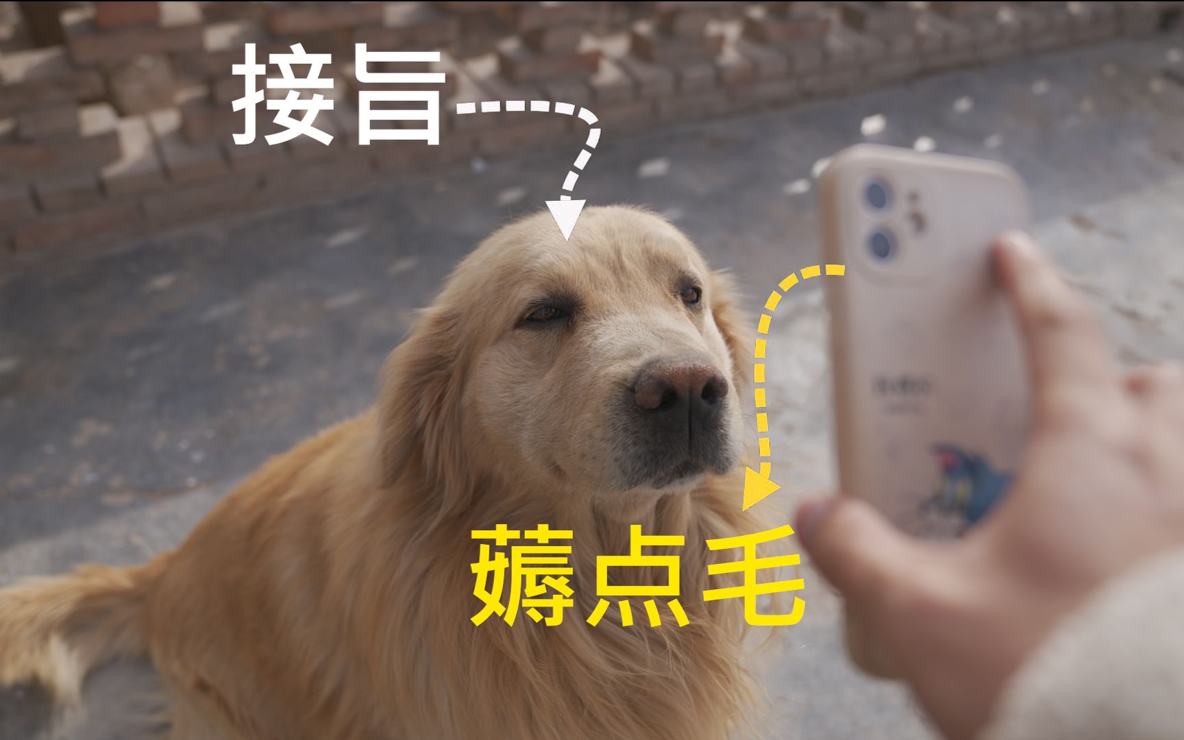 b友想要我的狗毛？？