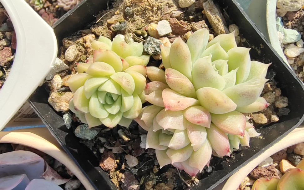 乌木杂,橙梦露,冰玉,红女王,白月影