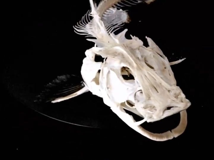 动物头骨-鱼类-铲鮰