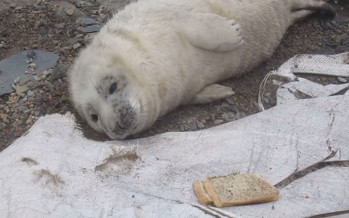 快乐的小海豹rigsby 在睡觉!