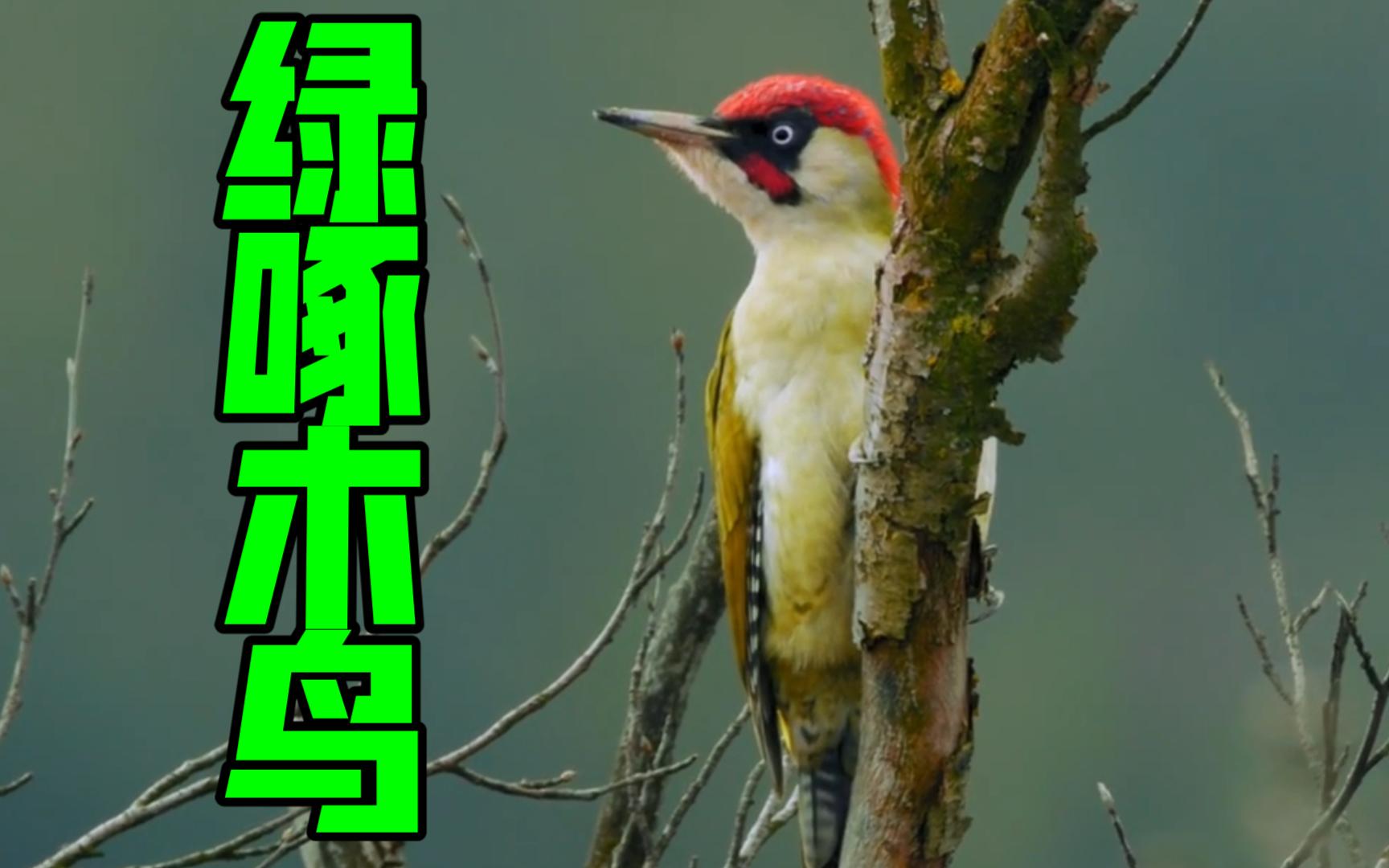 绿啄木鸟 你一定听过他的叫声【森林里的鸟叫观察系列】