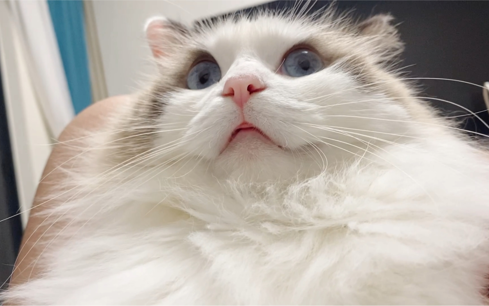 谁家小可爱夹着舌头卖萌的