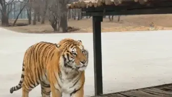 打架了
