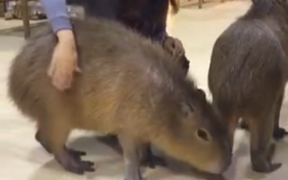 被姐姐喂的很好的豚猪