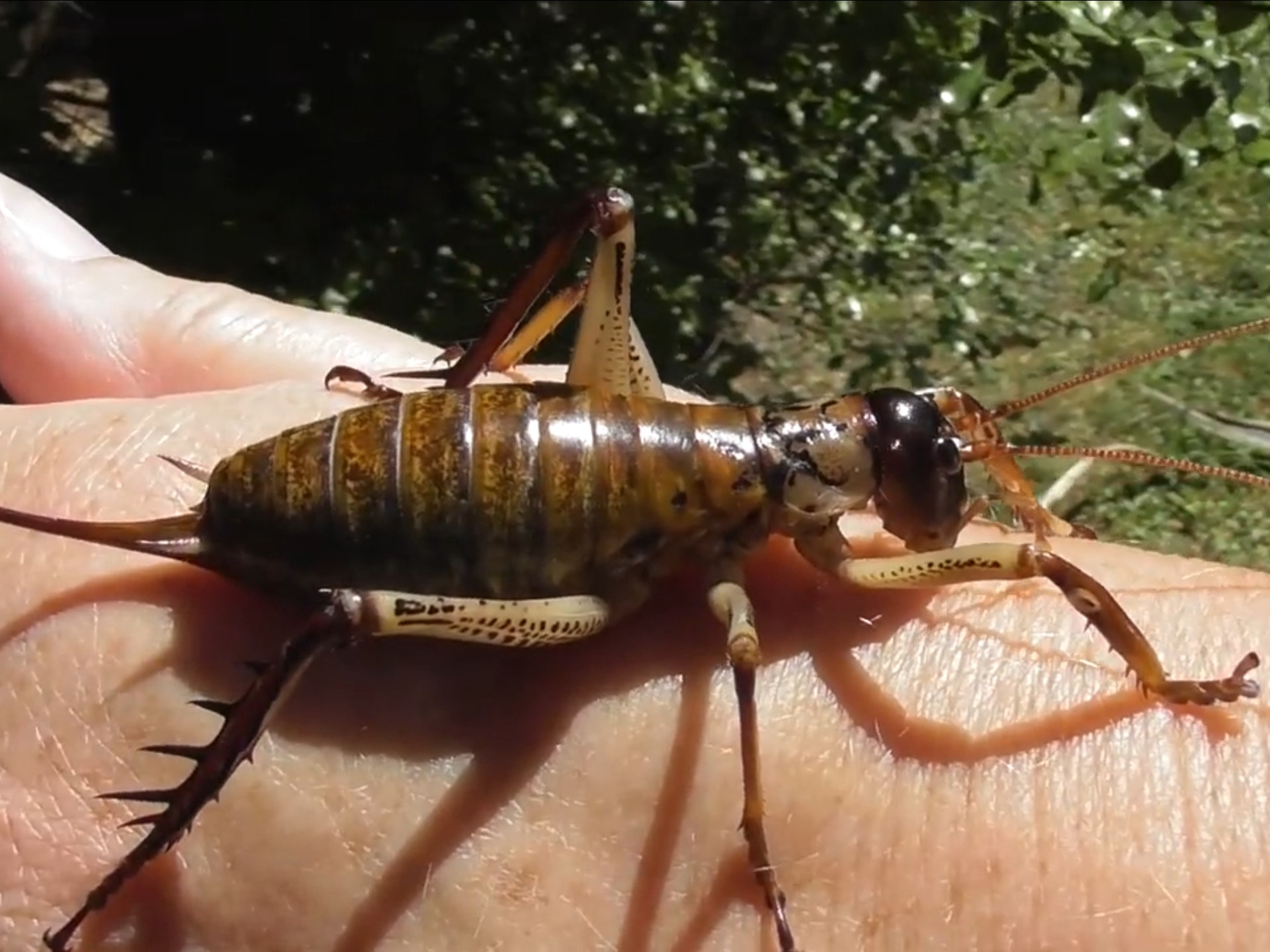 奥克兰树沙螽hemideina thoracica