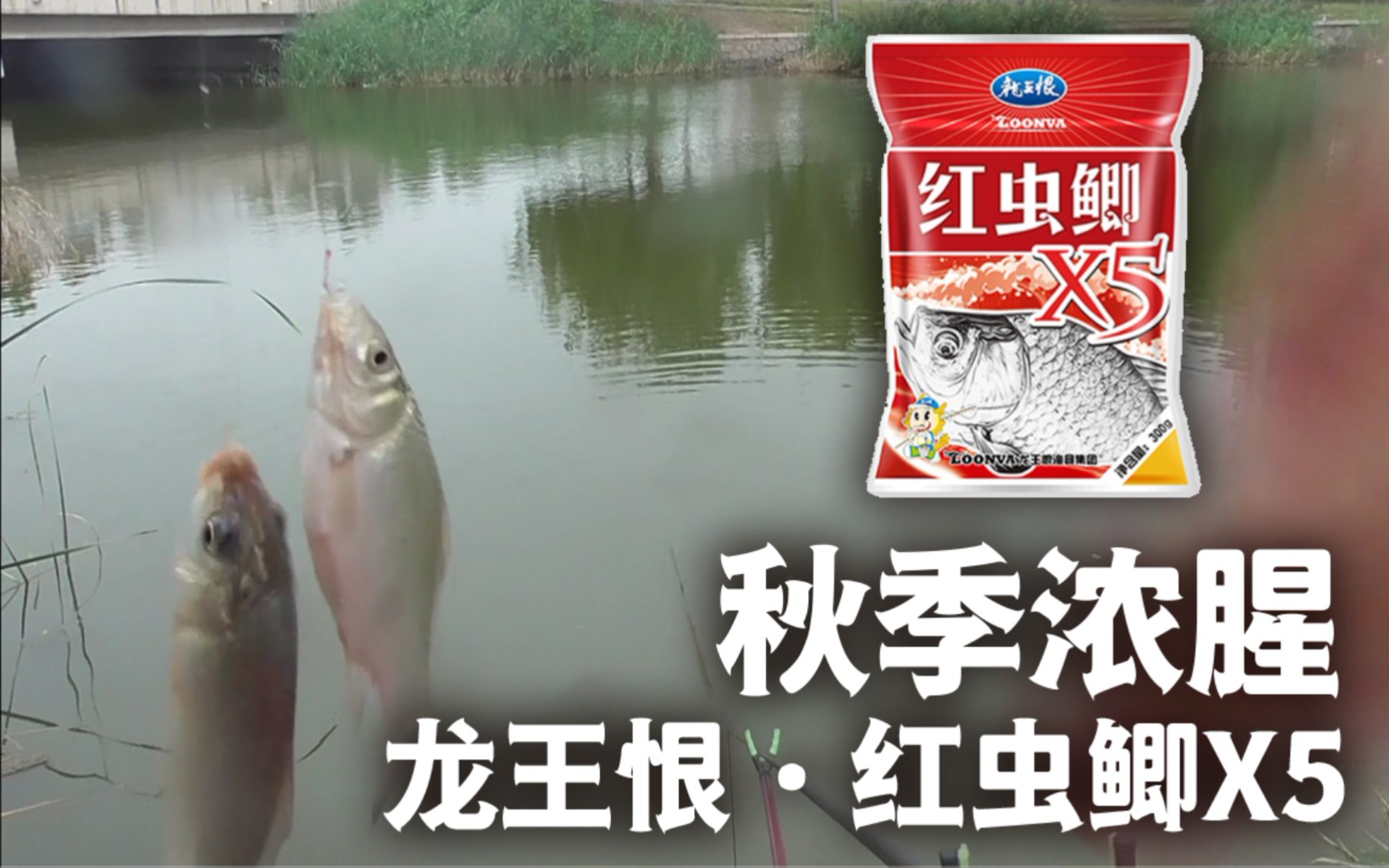 活动作品饵料测试龙王恨红虫鲫x5单开状态也是很棒的