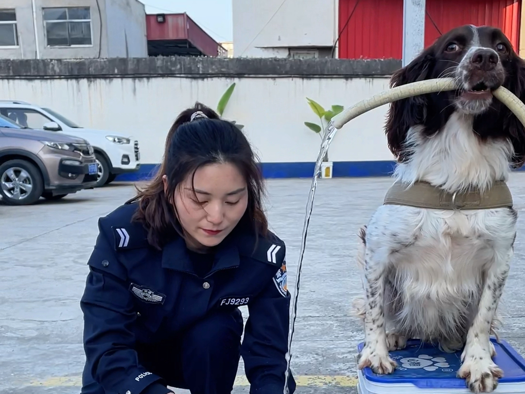 警花小姐姐一直想给警犬们做一顿饭,这次终于圆梦了,香喷喷的蒸鸡大餐,无言战友们吃得很开心(11月9日晚19:22央视9套播出巴顿纪录片《你真了不...