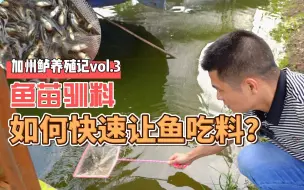 Скачать видео: 鱼苗驯料时如何快速让鱼苗吃料？加州鲈养殖记vol.3