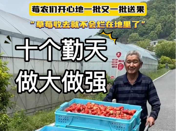 【十个勤天】草莓农户“心情好的嘞”“现在草莓零售价5块”“要是他们不来收草莓等着烂掉了”十个勤天在建德收掉了莓农们的最后一批草莓!格局拉满...