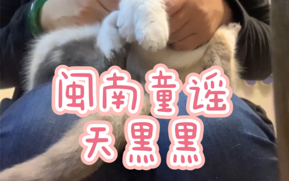 猫生77