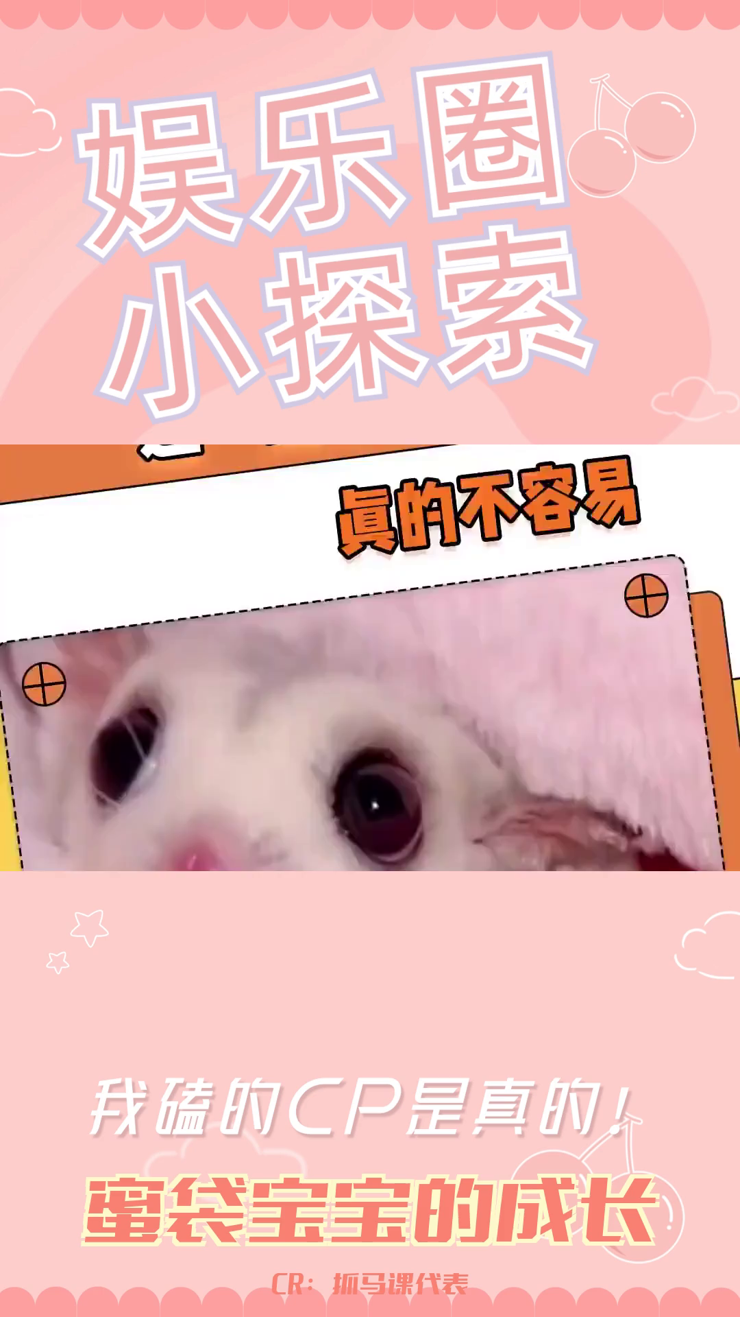 蜜袋成长记:从小笔嘎到信任主人的指尖萌宠哔哩哔哩bilibili