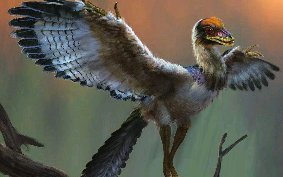 活动  已灭绝的羽毛恐龙-始祖鸟一开始被认为是鸟类的祖先