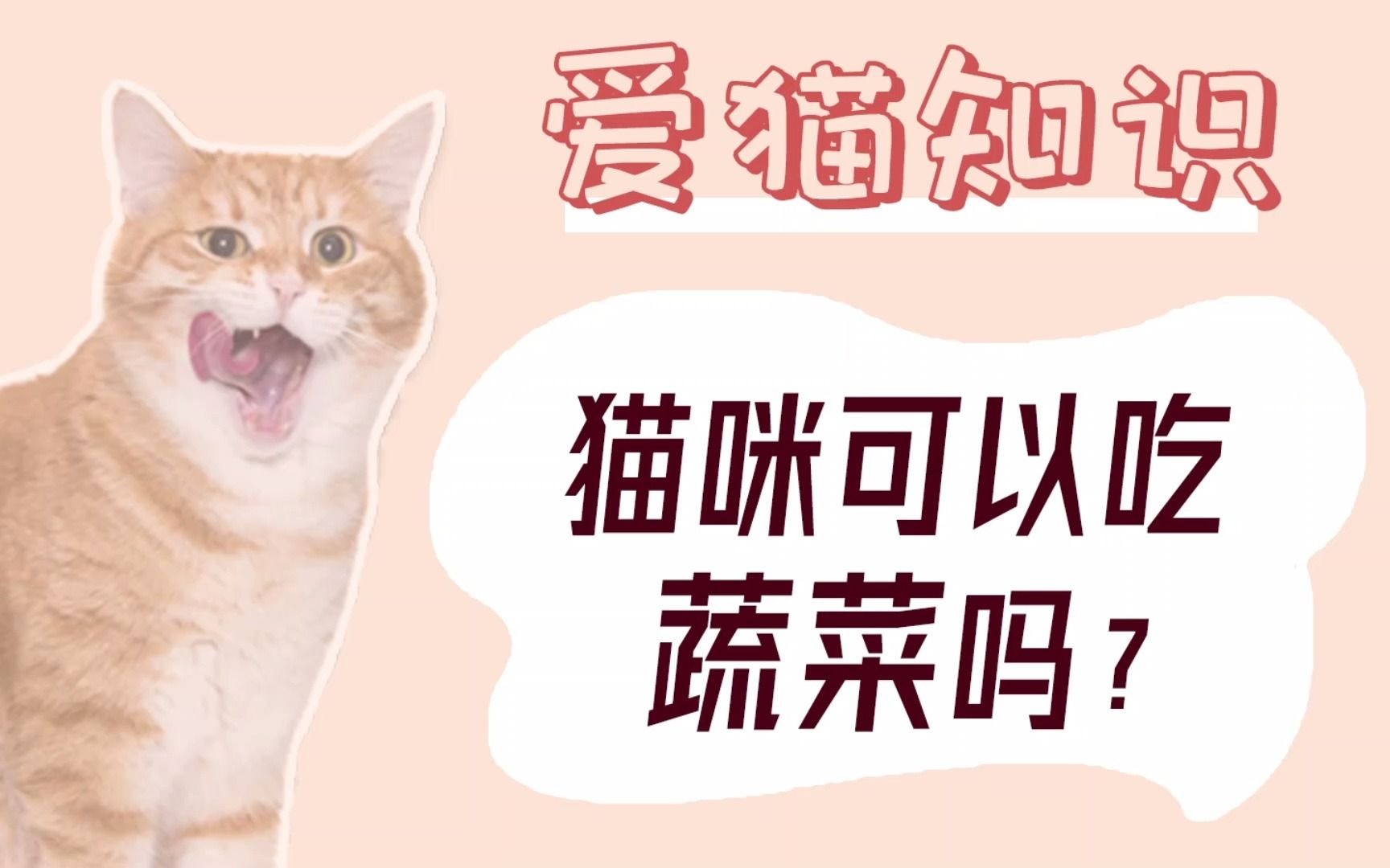 猫咪可以吃蔬菜吗?哔哩哔哩bilibili