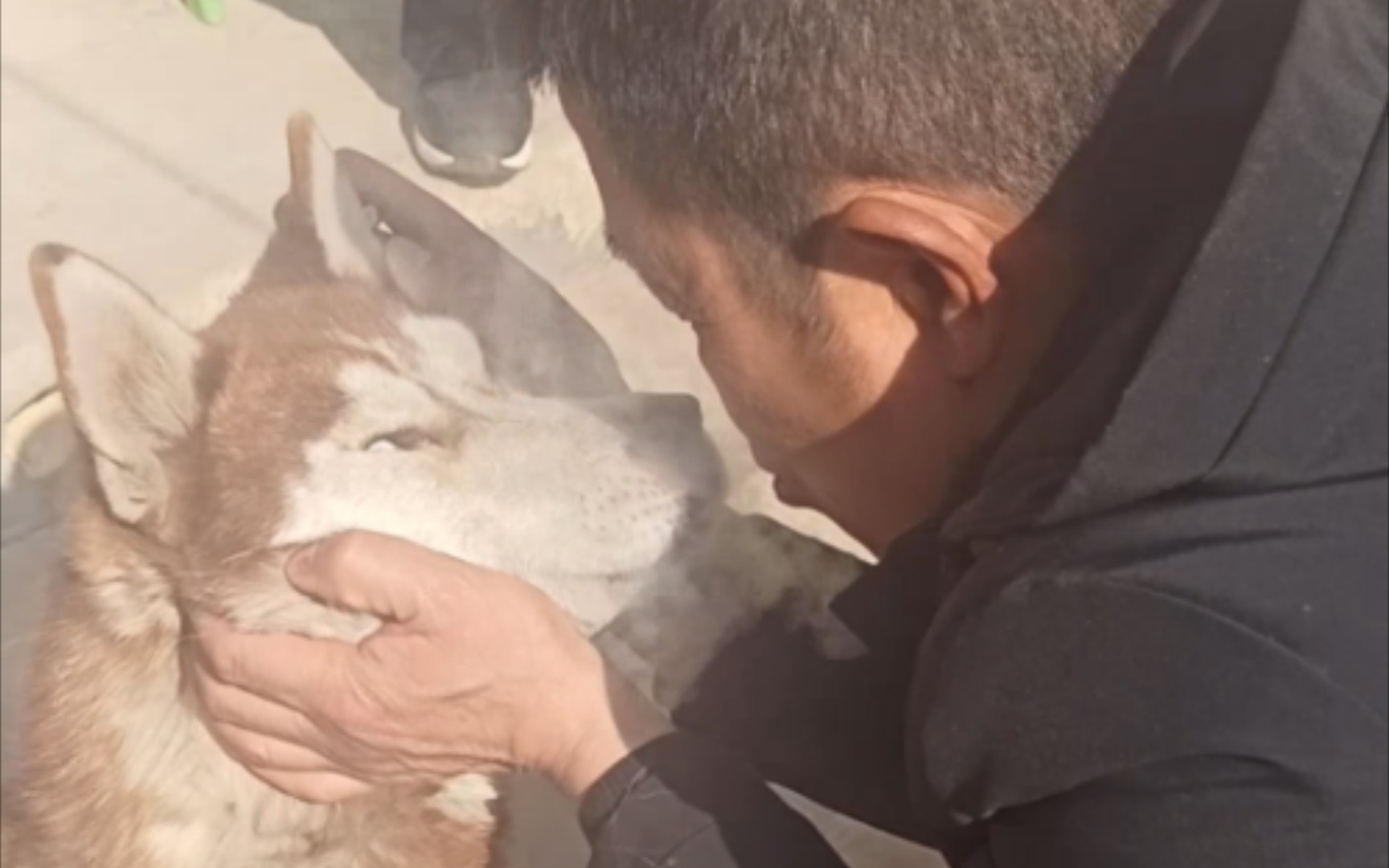 哈士奇吸烟,反应笑死人啦!