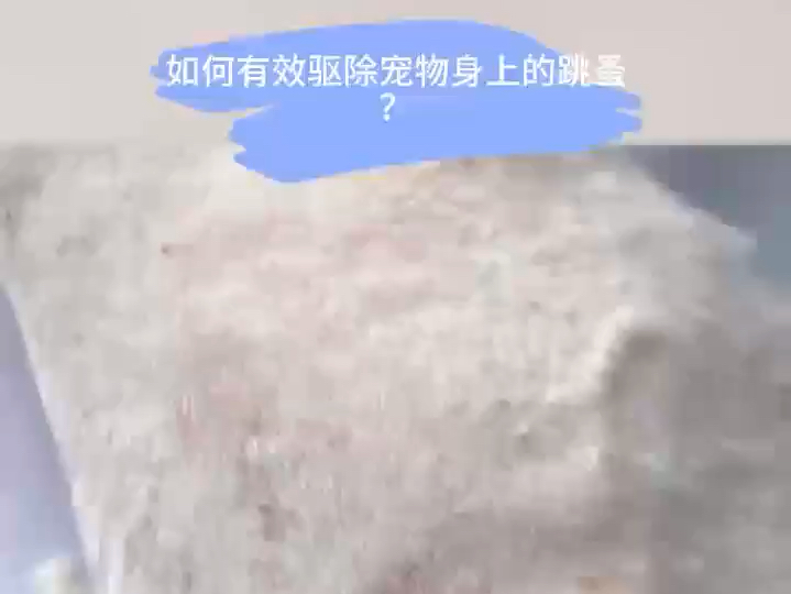 如何有效驱除宠物身上的跳蚤?哔哩哔哩bilibili