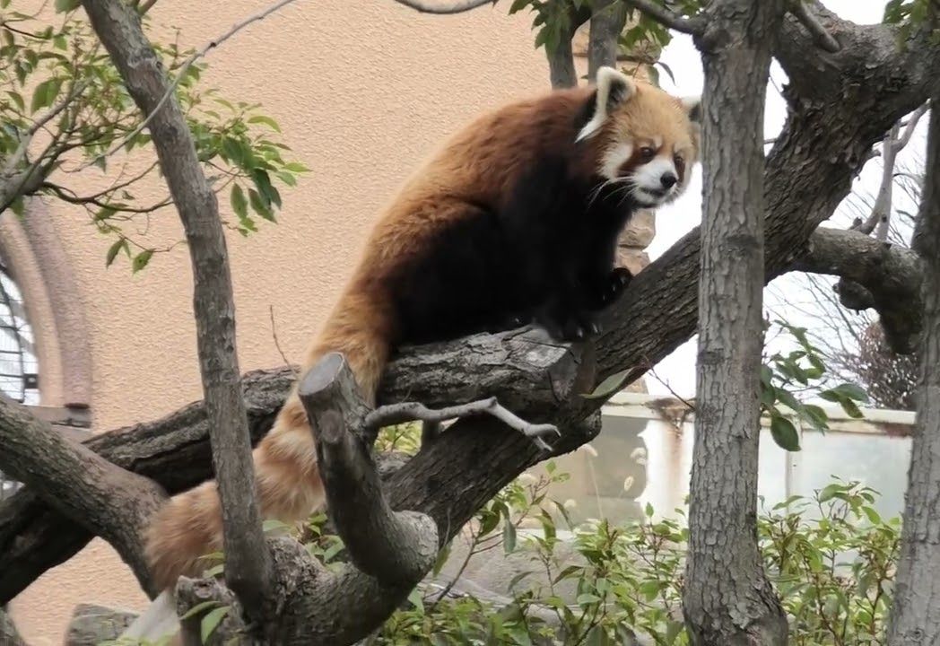 临沂动物园熊猫图片