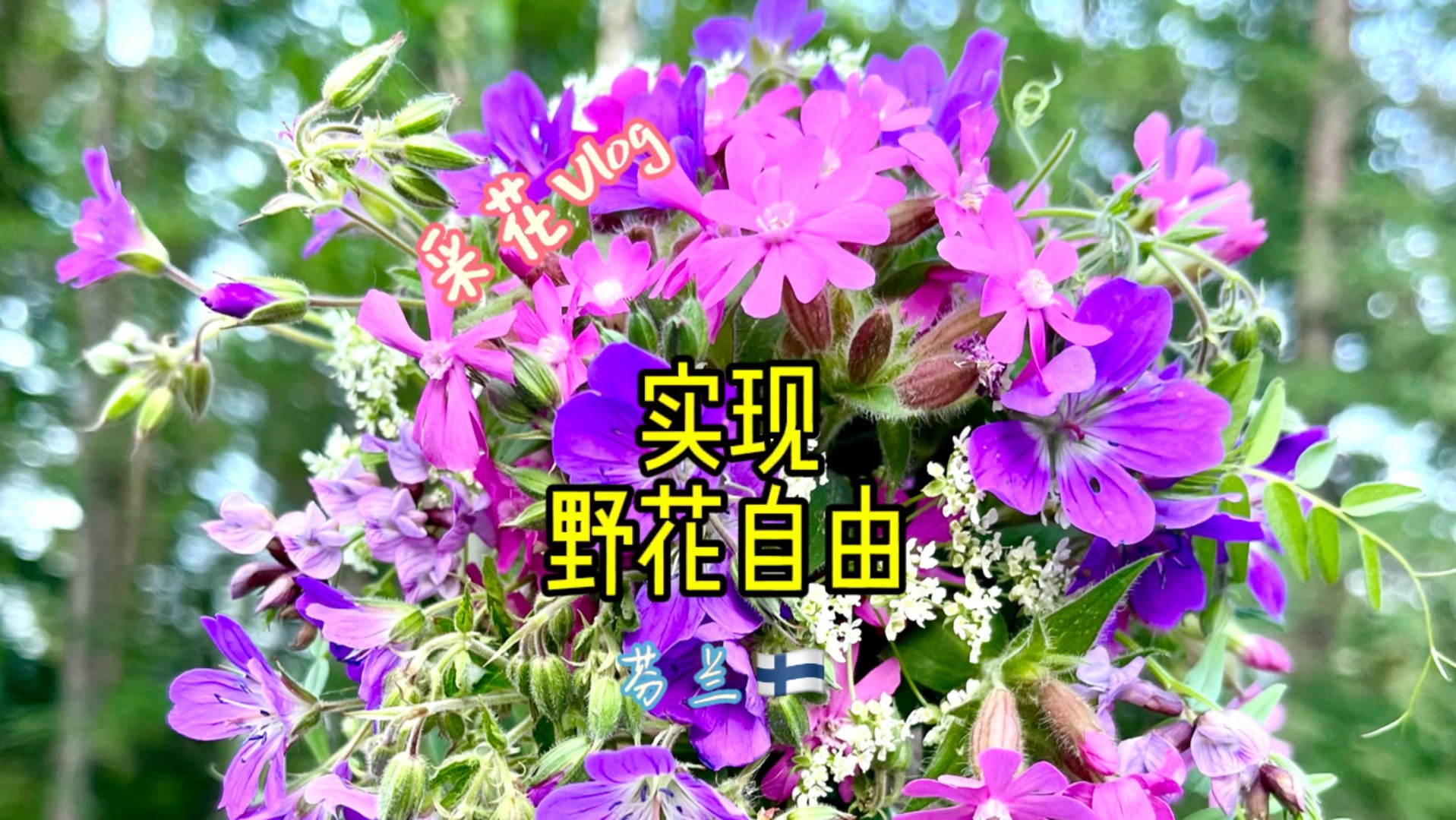 芬兰真是野花爱好者的天堂!实现野花自由啦!哔哩哔哩bilibili