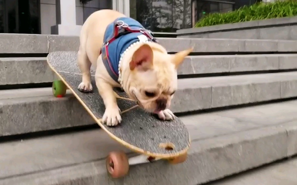 土豆滑滑板下楼梯的失误搞笑瞬间,原谅我又不厚道的笑了好半天.