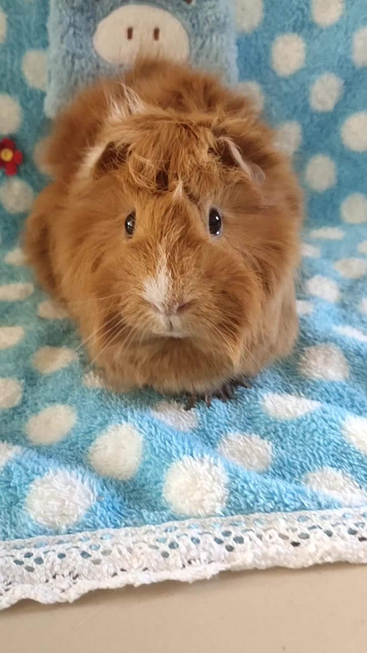 短脸型包子脸英种短逆棕红荷兰猪垂耳朵mm,荷兰猪豚鼠成年(有8旋逆毛