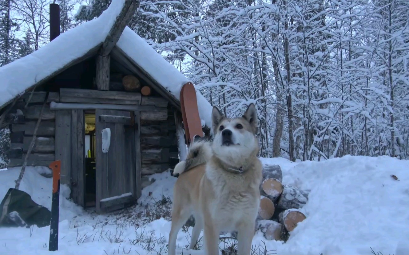 【戶外生存】雪地野營,一人一狗,暴雪天在木屋度過溫馨的一晚