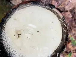 Скачать видео: 雨小一点来看旁边的橡胶树，现在雨又大了，得回家去了