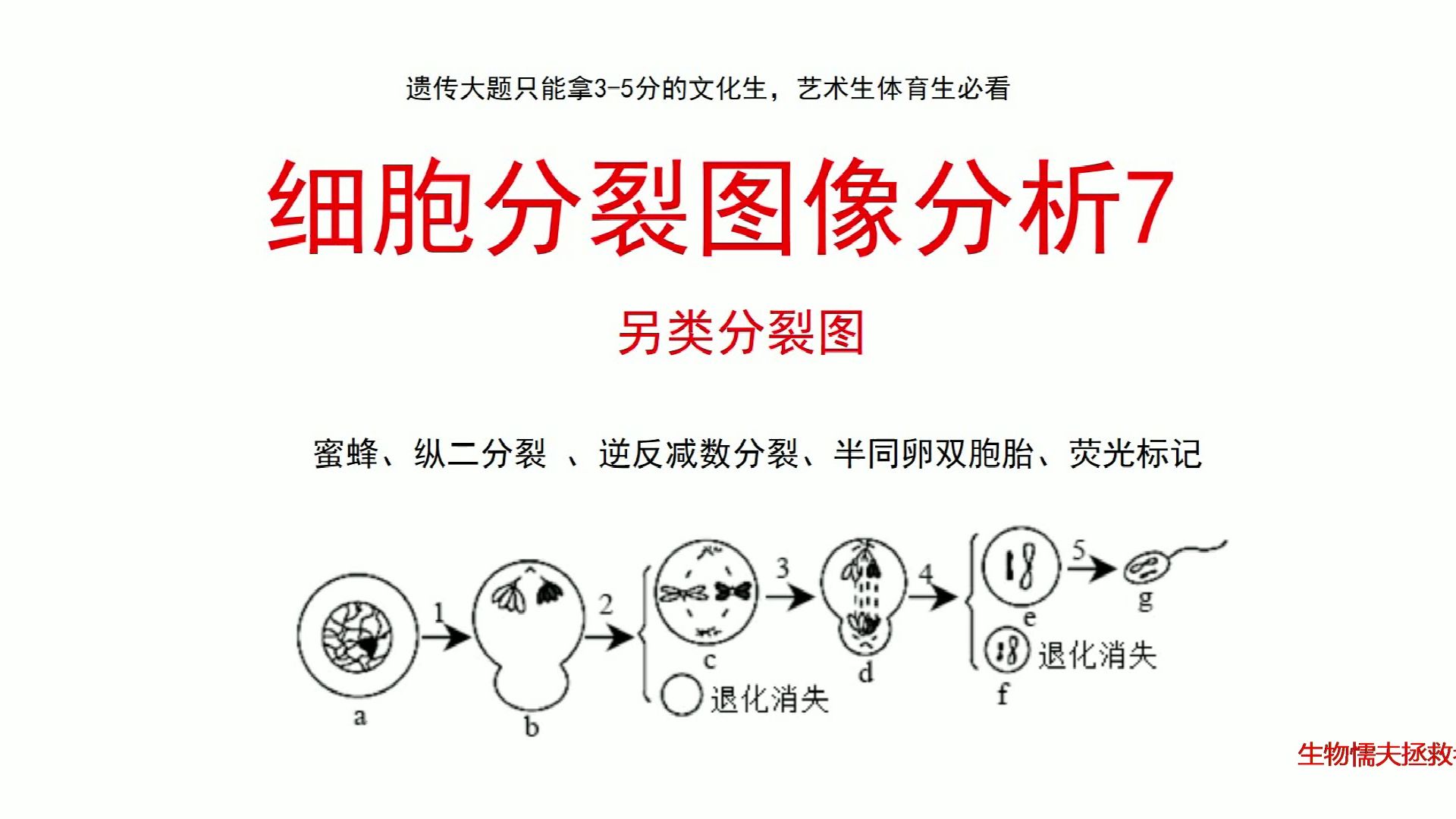 细胞分裂图像分析7蜜蜂、纵二分裂、孢子体、荧光标记、半同卵双胞胎、逆反减数分裂哔哩哔哩bilibili