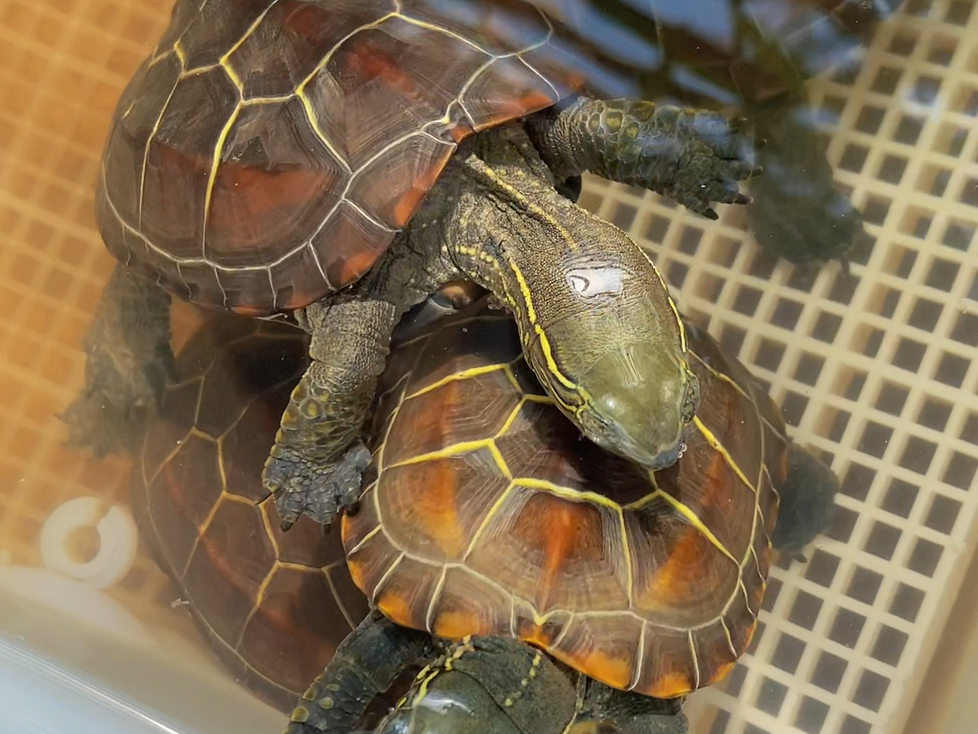 养草龟一直不腐皮的秘密找到了