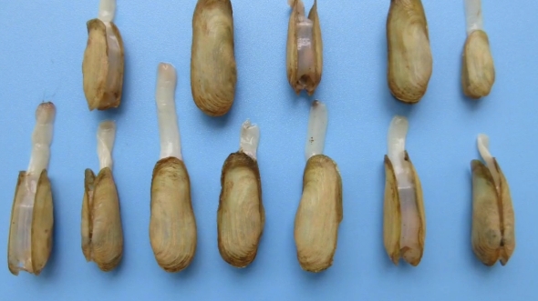 广西首次发现中国淡水蛏,淡水蛏子 .