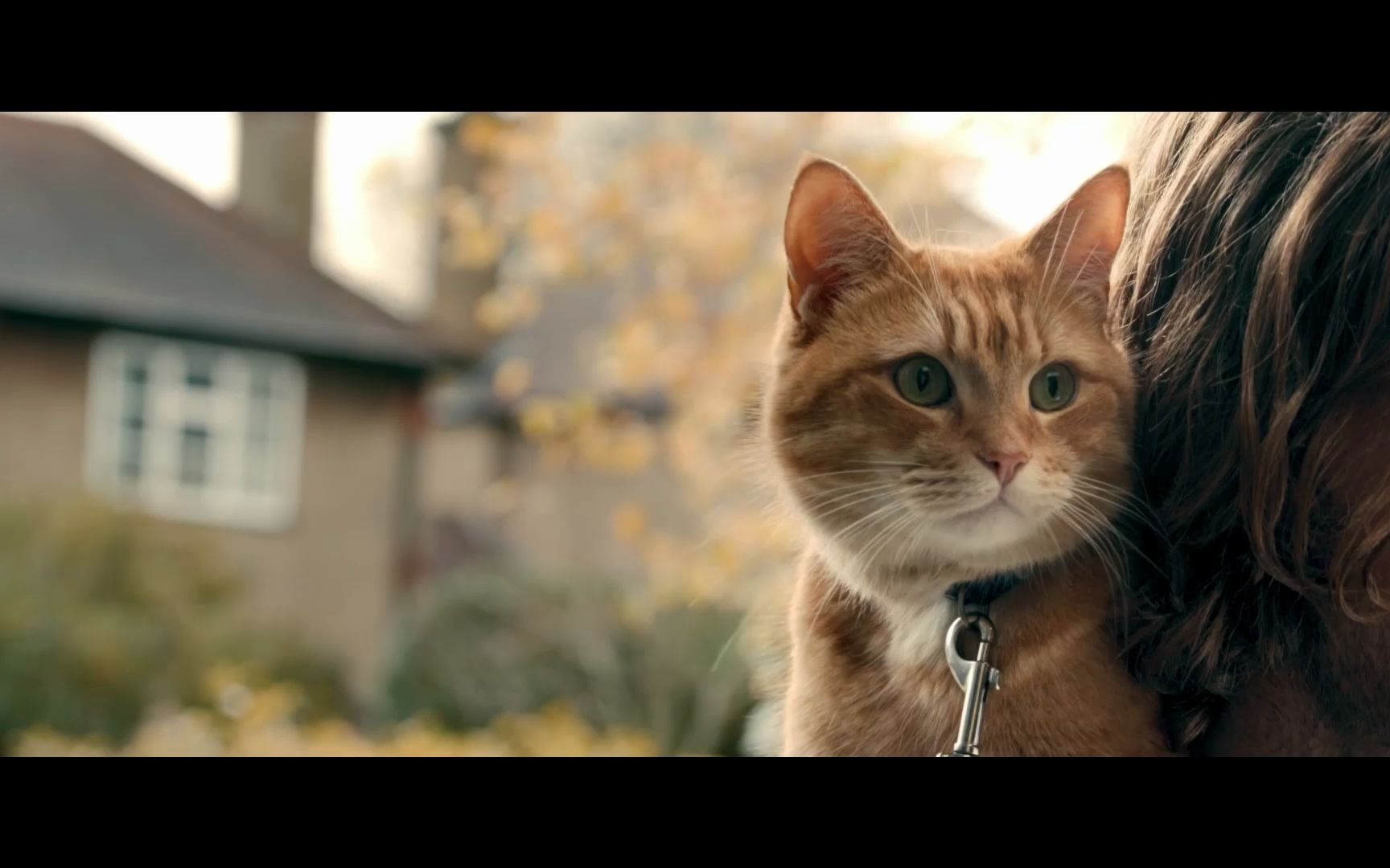 【吸猫使人快乐】流浪猫鲍勃-一个捡了只猫改变人生的故事(下)