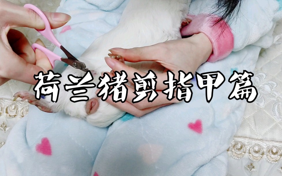 荷兰猪要怎么剪指甲